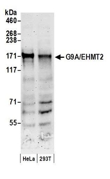 Rabbit G9A/EHMT2 Antibody