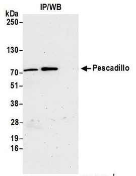 Rabbit Pescadillo Antibody