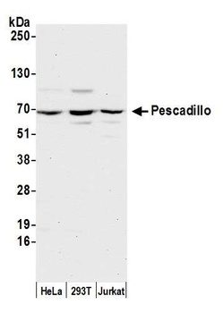 Rabbit Pescadillo Antibody
