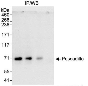 Rabbit Pescadillo Antibody