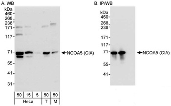 Rabbit NCOA5/CIA Antibody