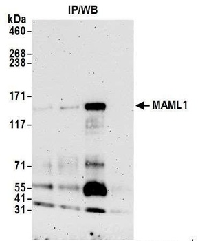 Rabbit MAML1 Antibody