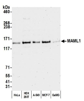 Rabbit MAML1 Antibody