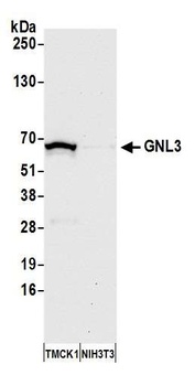 Rabbit GNL3 Antibody