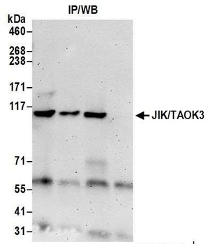Rabbit JIK/TAOK3 Antibody