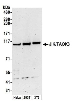Rabbit JIK/TAOK3 Antibody