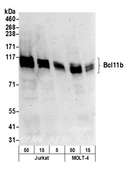 Rabbit Bcl11b Antibody