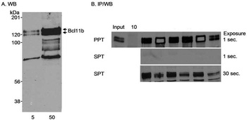 Rabbit Bcl11b Antibody