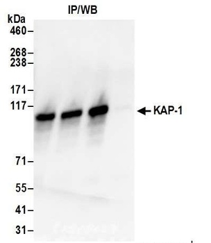 Rabbit KAP-1 Antibody