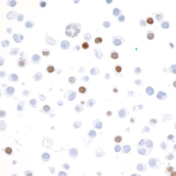Rabbit V5 Tag Recombinant Monoclonal Antibody