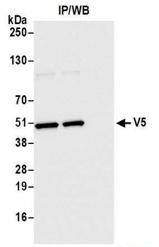 Rabbit V5 Tag Recombinant Monoclonal Antibody