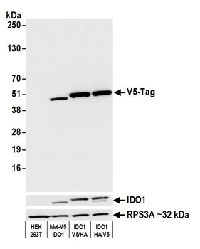 Rabbit V5 Tag Recombinant Monoclonal Antibody