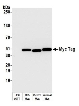 Rabbit Myc Tag Recombinant Monoclonal Antibody