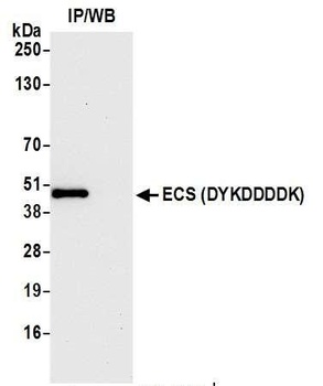 Rabbit ECS (DYKDDDDK) Tag Recombinant Monoclonal Antibody