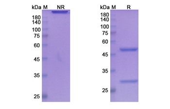 Ficlatuzumab (HGF) - Research Grade Biosimilar Antibody
