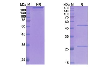 Gosuranemab (MAPT) - Research Grade Biosimilar Antibody