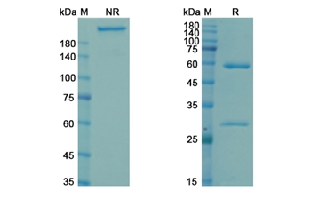 Navivumab (Influenza A virus hemagglutinin HA) - Research Grade Biosimilar Antibody