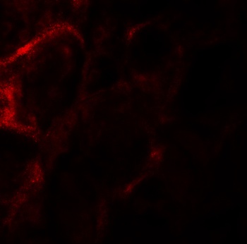 ZFYVE21 Antibody