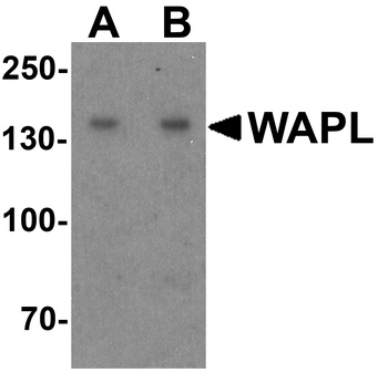 WAPAL Antibody
