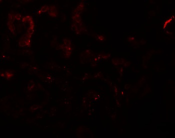SLAMF9 Antibody