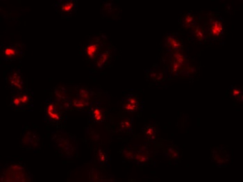 LY9 Antibody