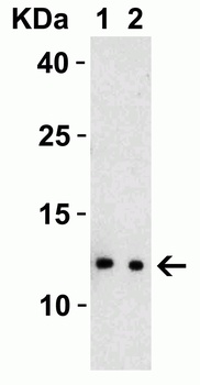 Non-structural protein 8 Antibody