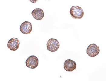 RNASEH2A Antibody
