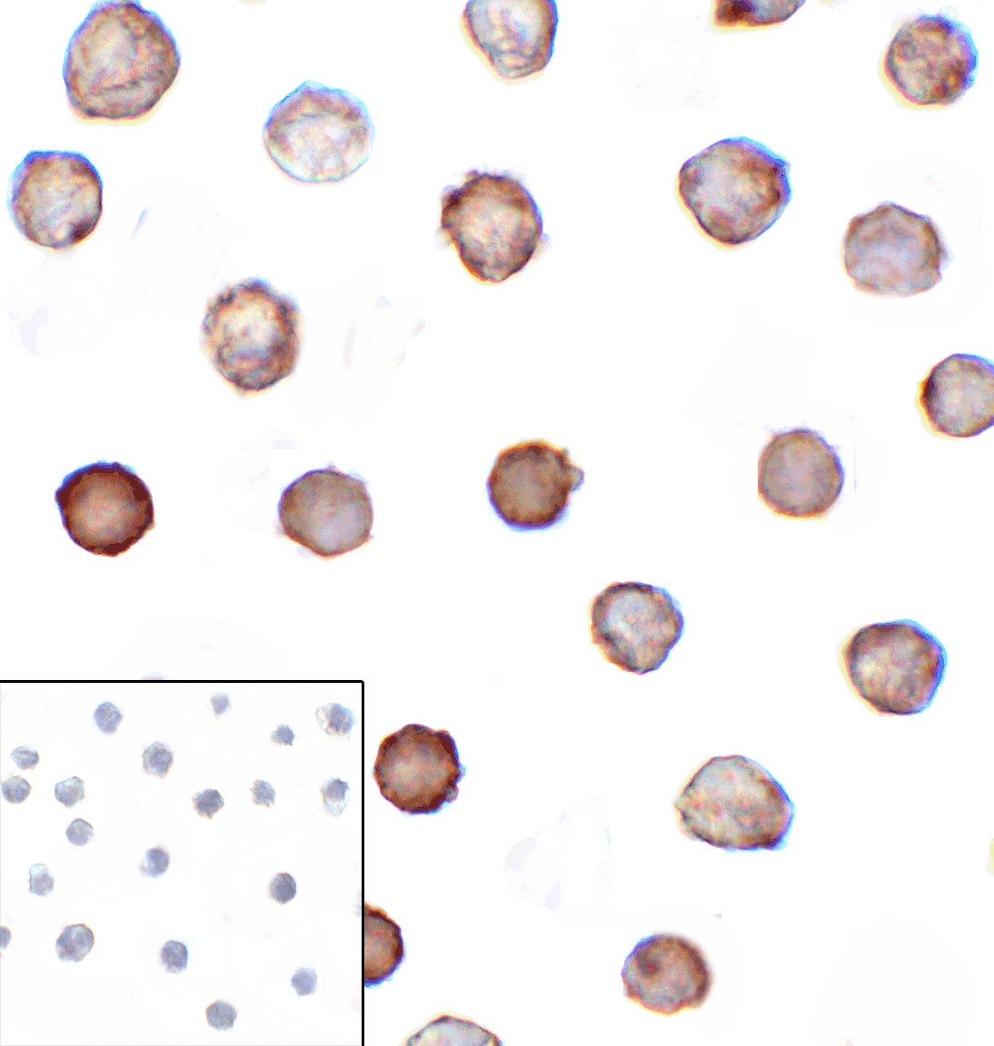 CD276 Antibody