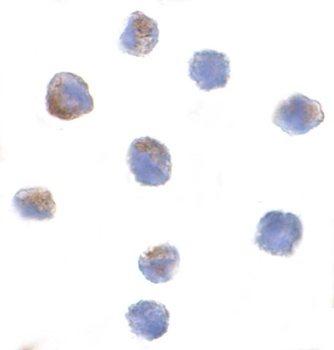CUL9 Antibody