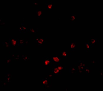 CUL9 Antibody