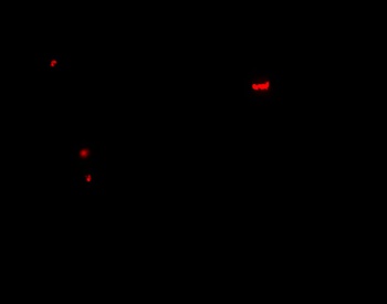 PANX1 Antibody