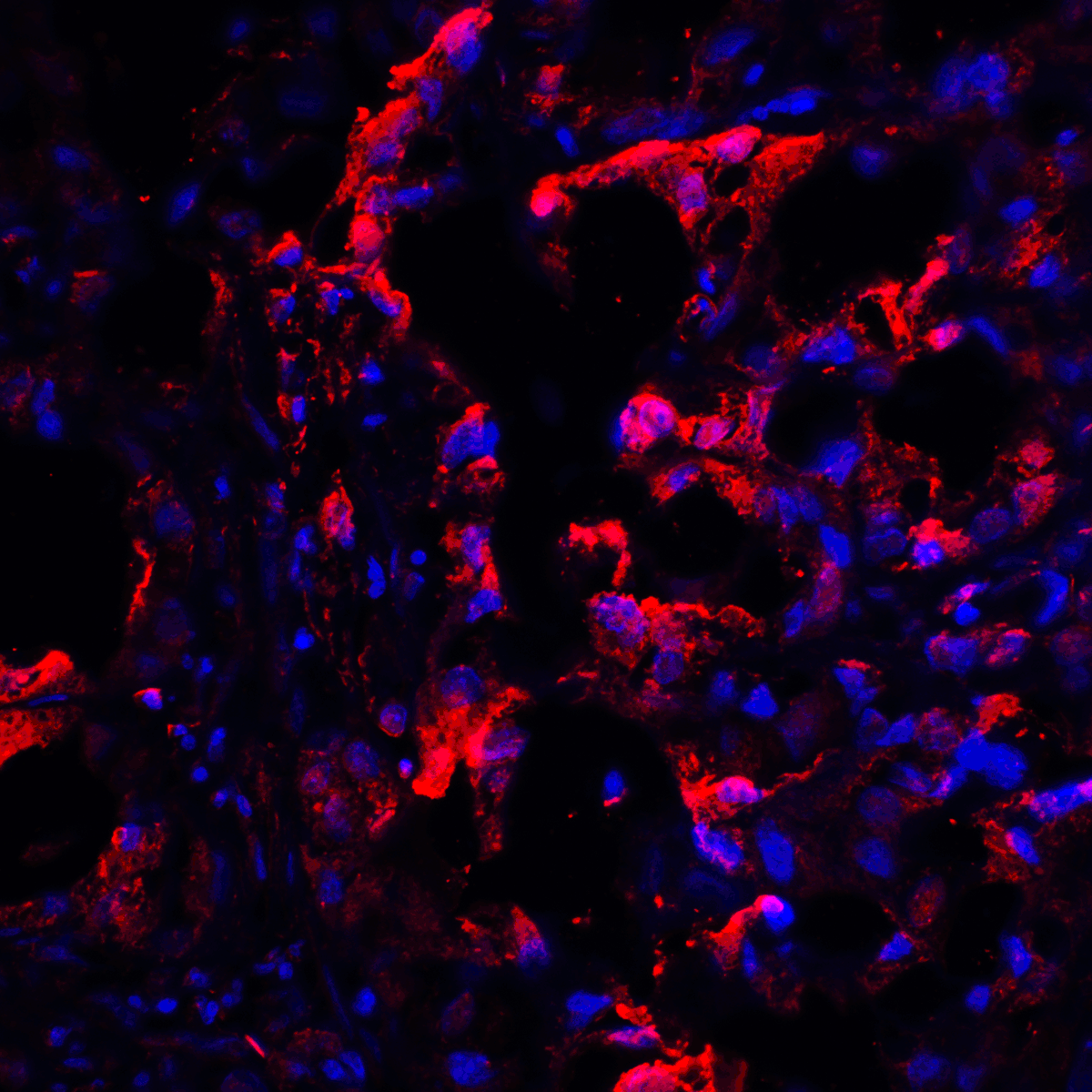 CTLA4 Antibody