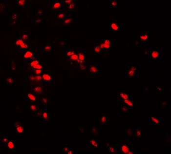 NUCB2 Antibody