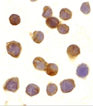 TNFRSF25 Antibody