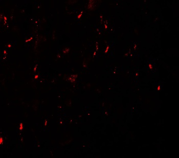 MYT1L Antibody