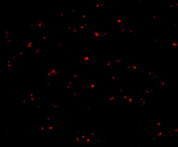 IFNB1 Antibody