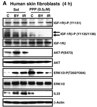 IL33 Antibody
