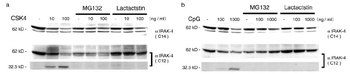 IRAK4 Antibody