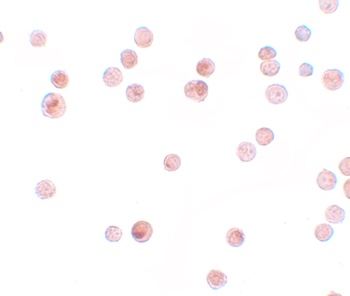 KPNA4 Antibody
