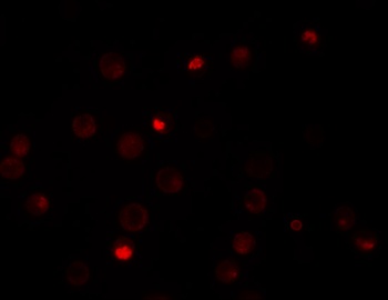 KPNA4 Antibody