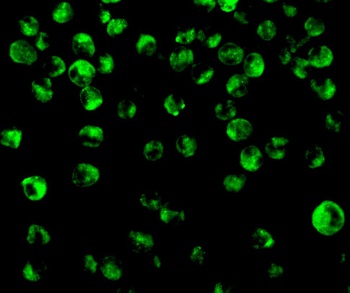 IRF8 Antibody