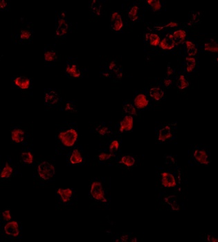 NLRC4 Antibody