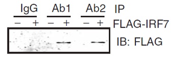 MYD88 Antibody