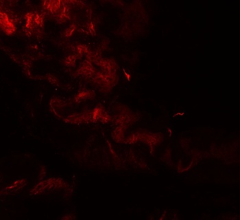 GOLGA1 Antibody
