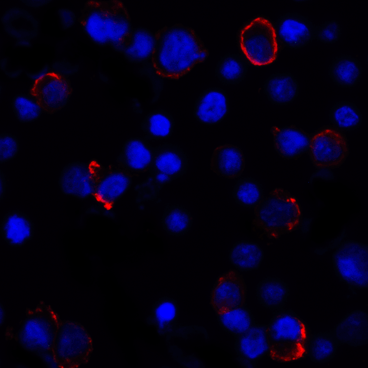 CD274 Antibody