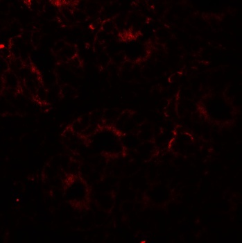 PDIA4 Antibody