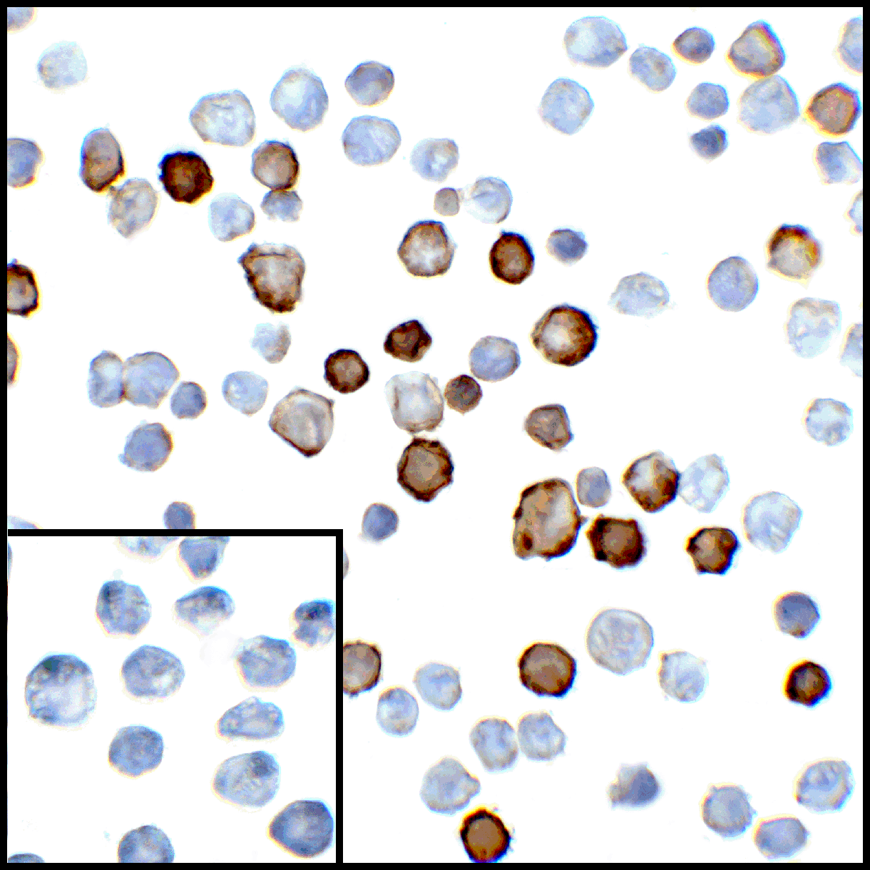 PDCD1LG2 Antibody