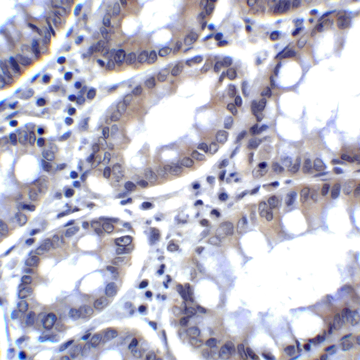PDCD1LG2 Antibody
