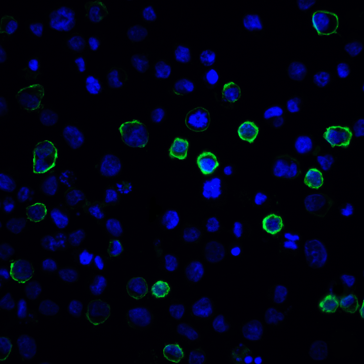 PDCD1LG2 Antibody