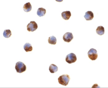 CASP5 Antibody
